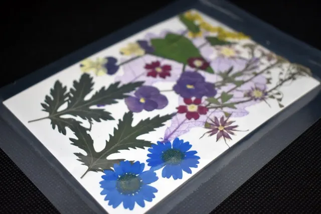 Naturesin Fiori Pressati Multicolor per Gioielli 9 Tipi