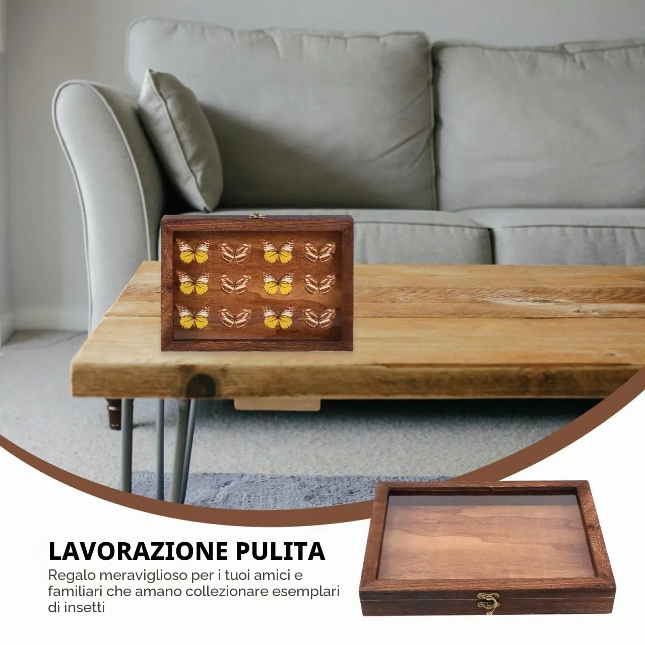 Angoily vetrina scatola collezione legno 31x22 cm coperchio vetro