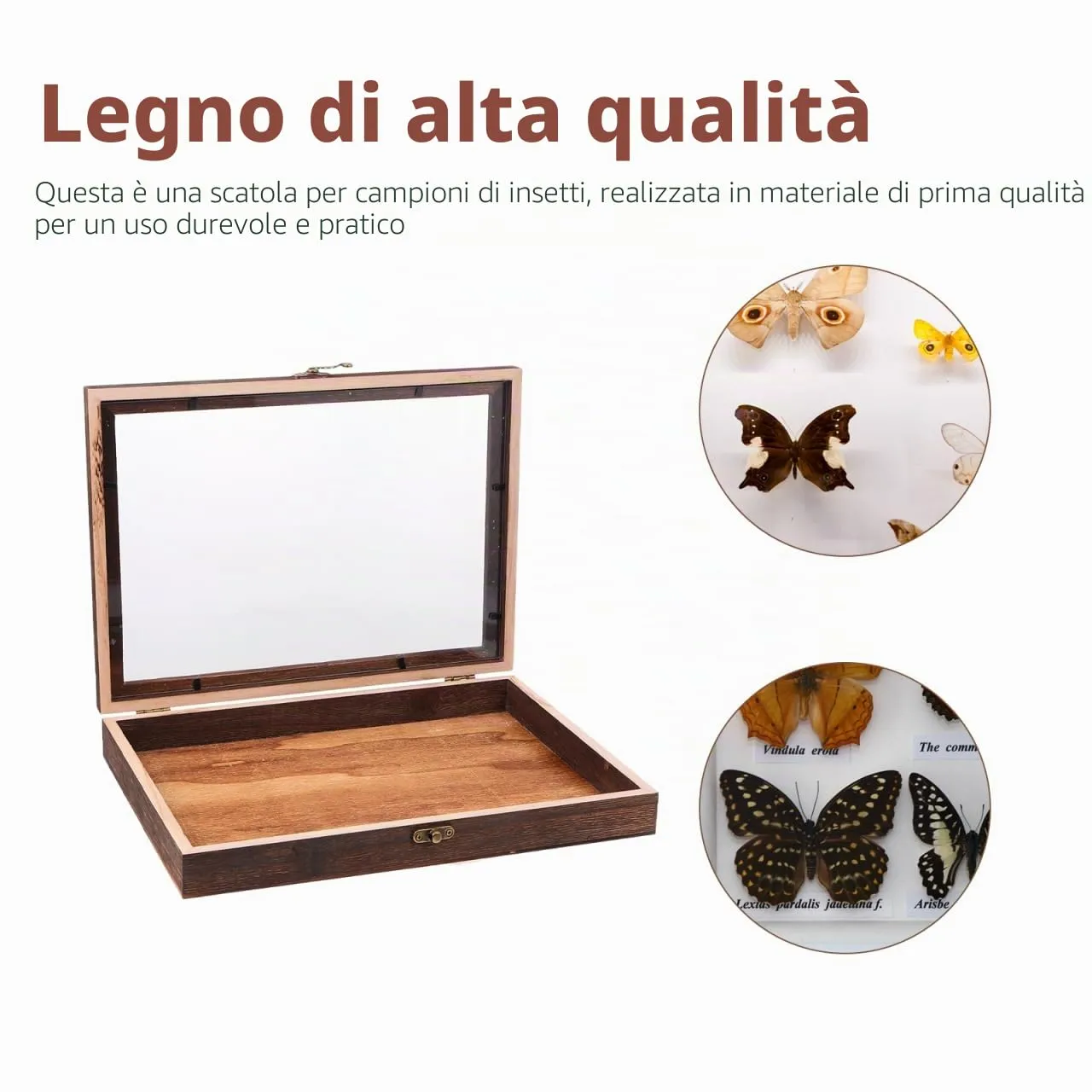 Angoily vetrina scatola collezione legno 31x22 cm coperchio vetro