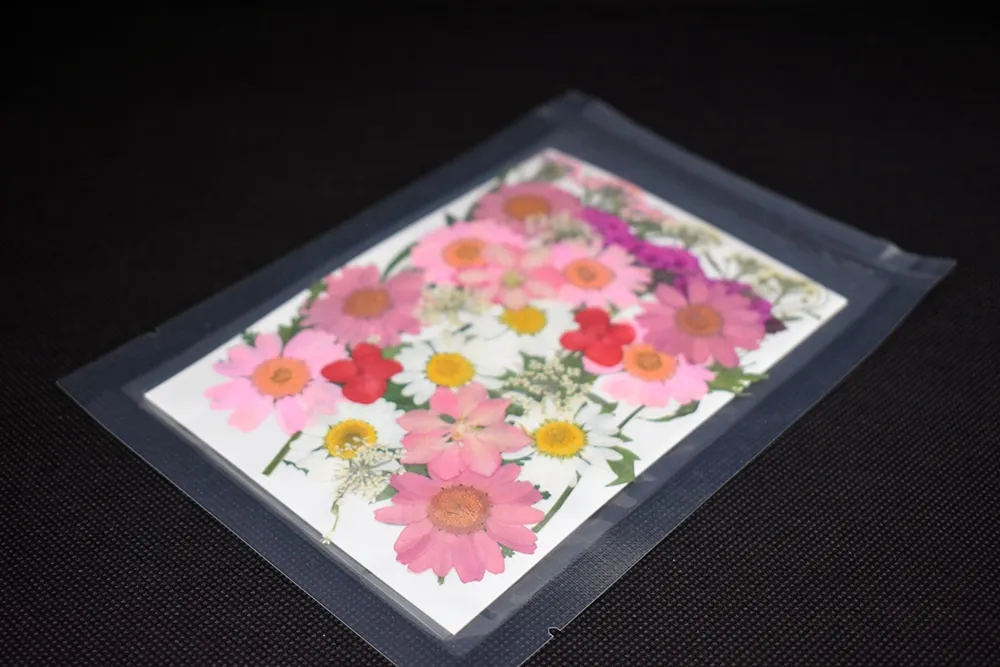 Naturesin Fiori Rosa Pressati fiori secchi 9 tipi rosa