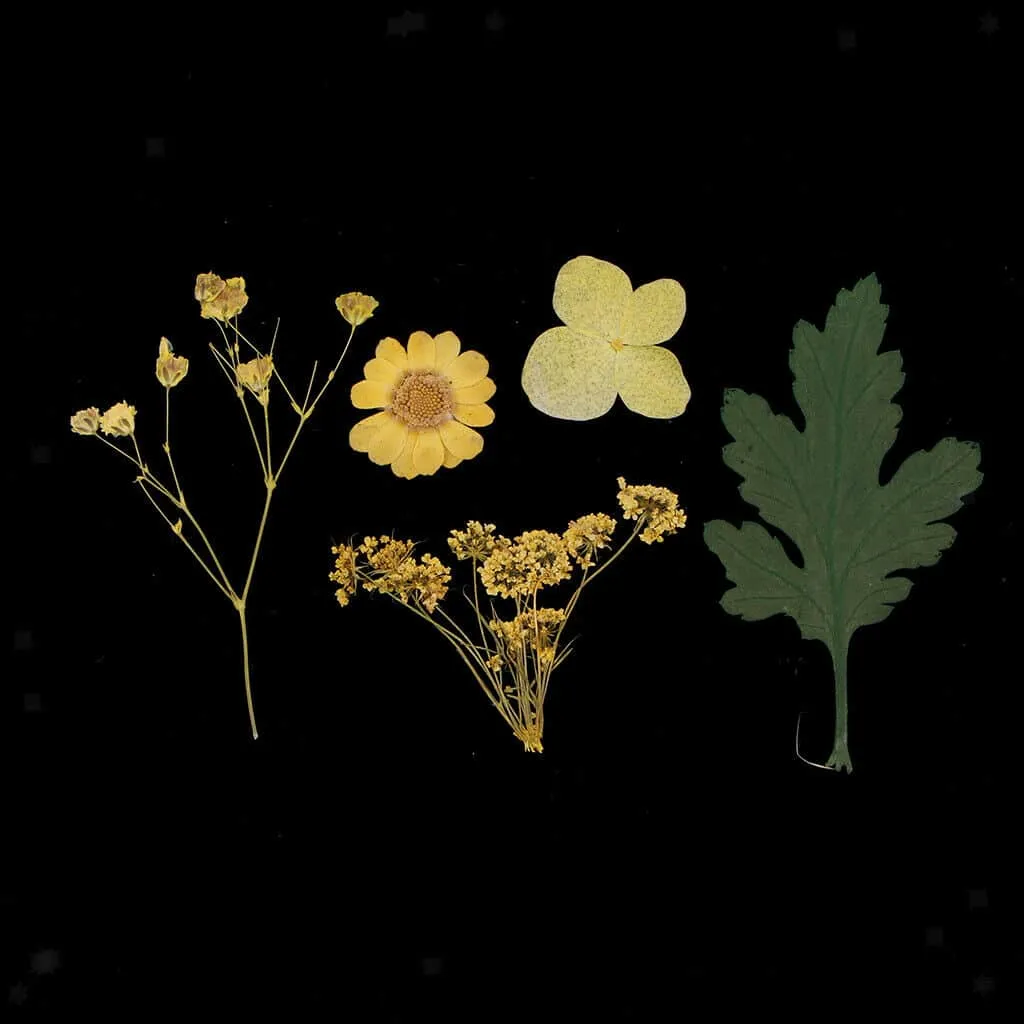 Naturesin fiori gialli pressati secchi decorazioni 9 tipi