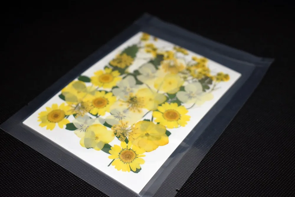 Naturesin fiori gialli pressati secchi decorazioni 9 tipi