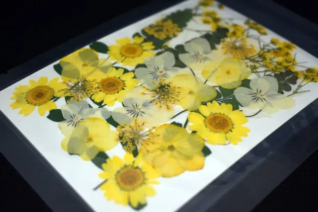 Naturesin fiori gialli pressati per resina 9 tipi