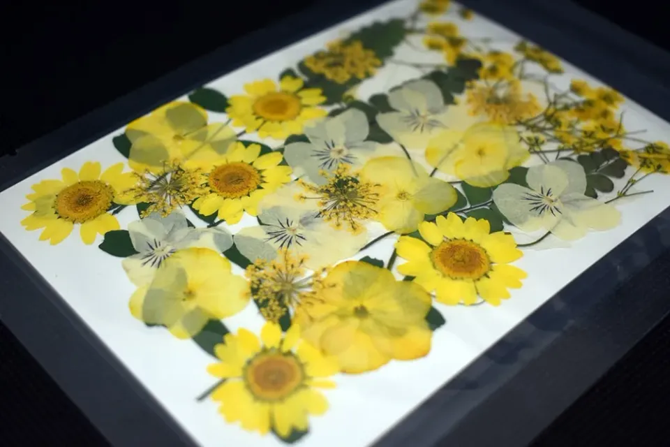 Naturesin fiori gialli pressati secchi decorazioni 9 tipi