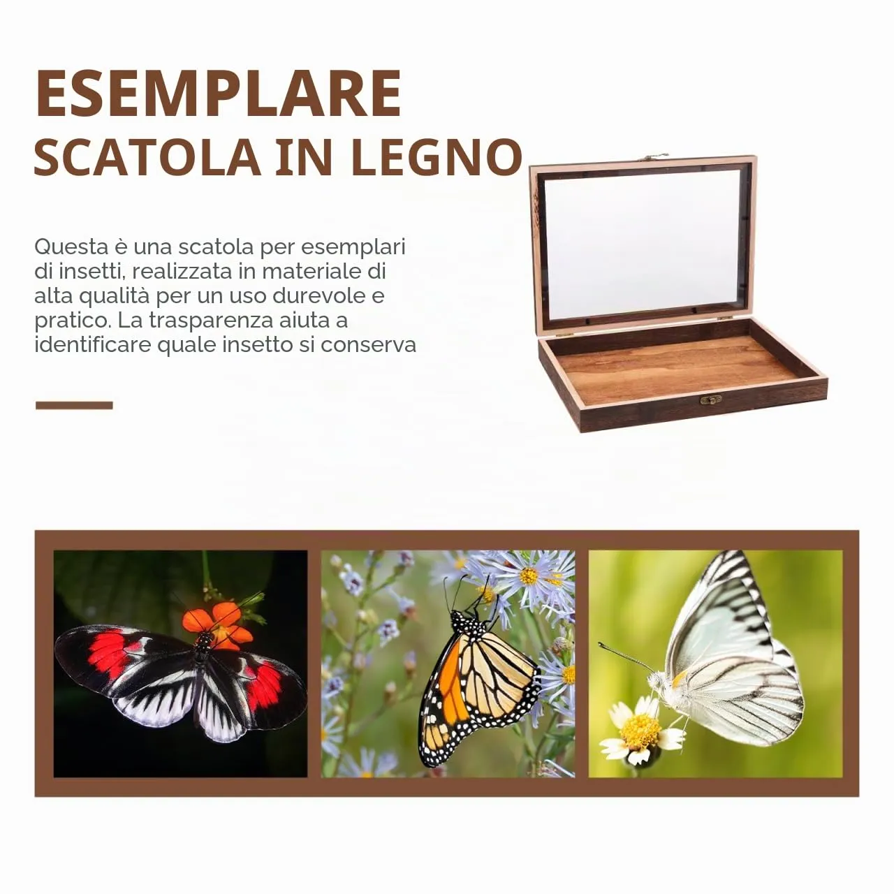 Angoily vetrina scatola collezione legno 31x22 cm coperchio vetro