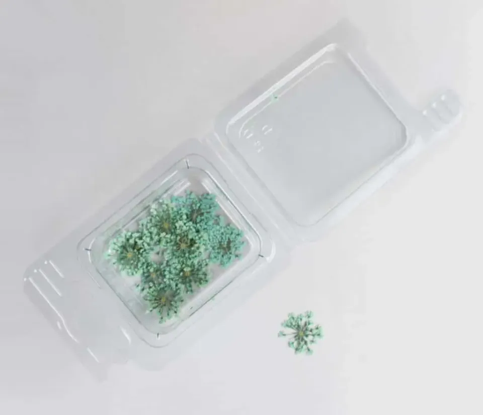 Naturesin Fiorellini Verde Chiaro Fiori Secchi 12 Pezzi assortiti