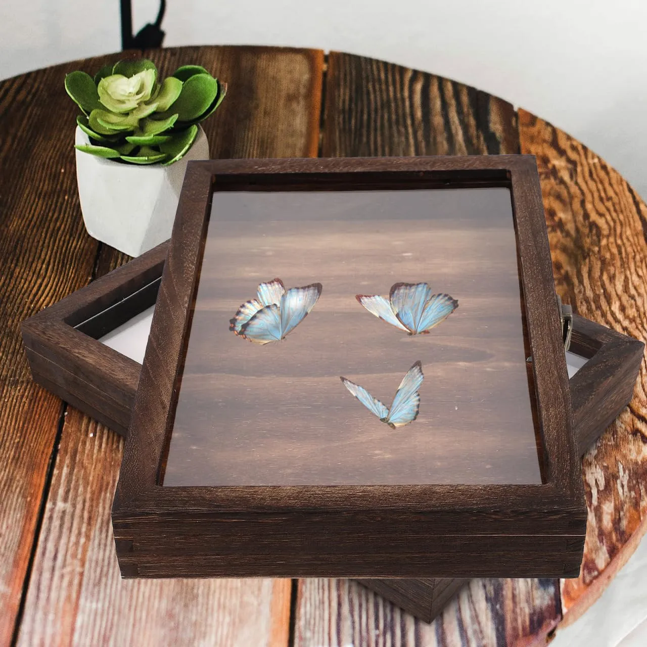 Angoily vetrina scatola collezione legno 31x22 cm coperchio vetro