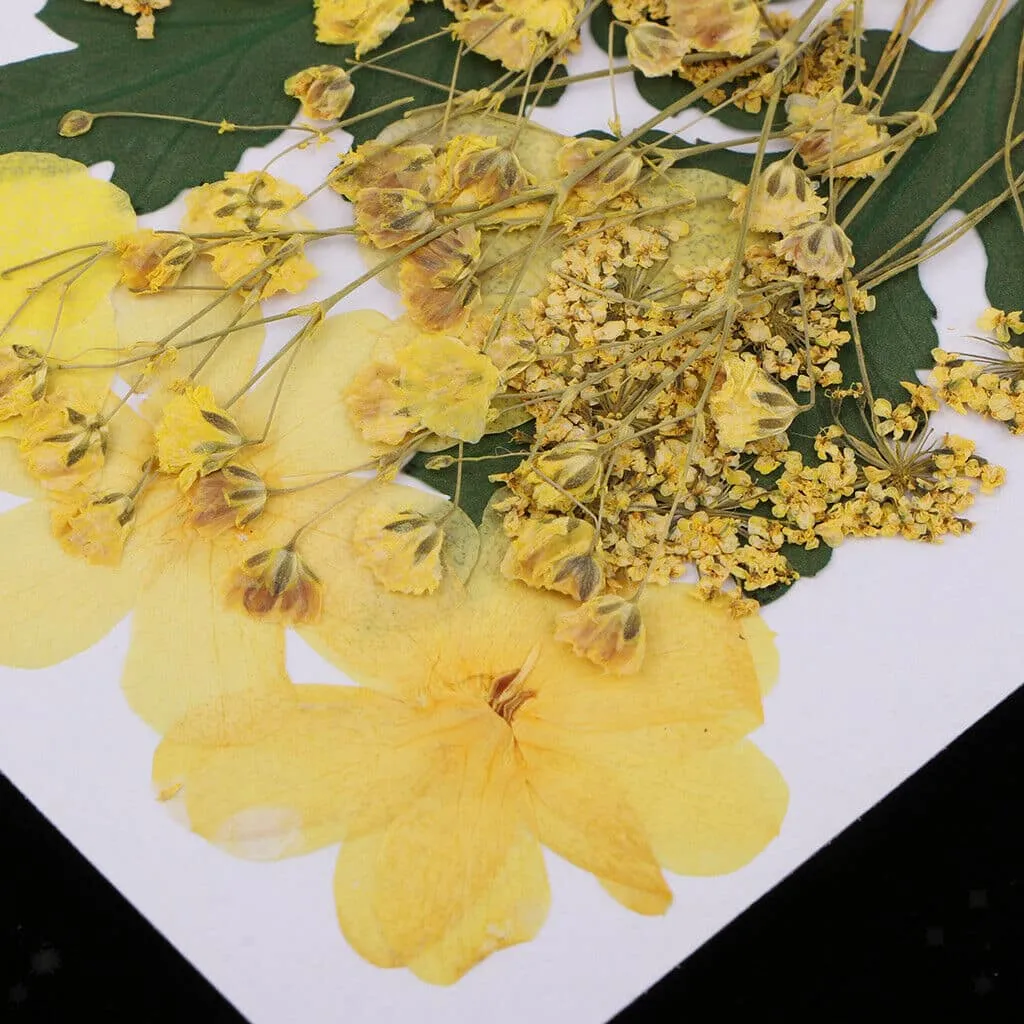 Naturesin fiori gialli pressati secchi decorazioni 9 tipi