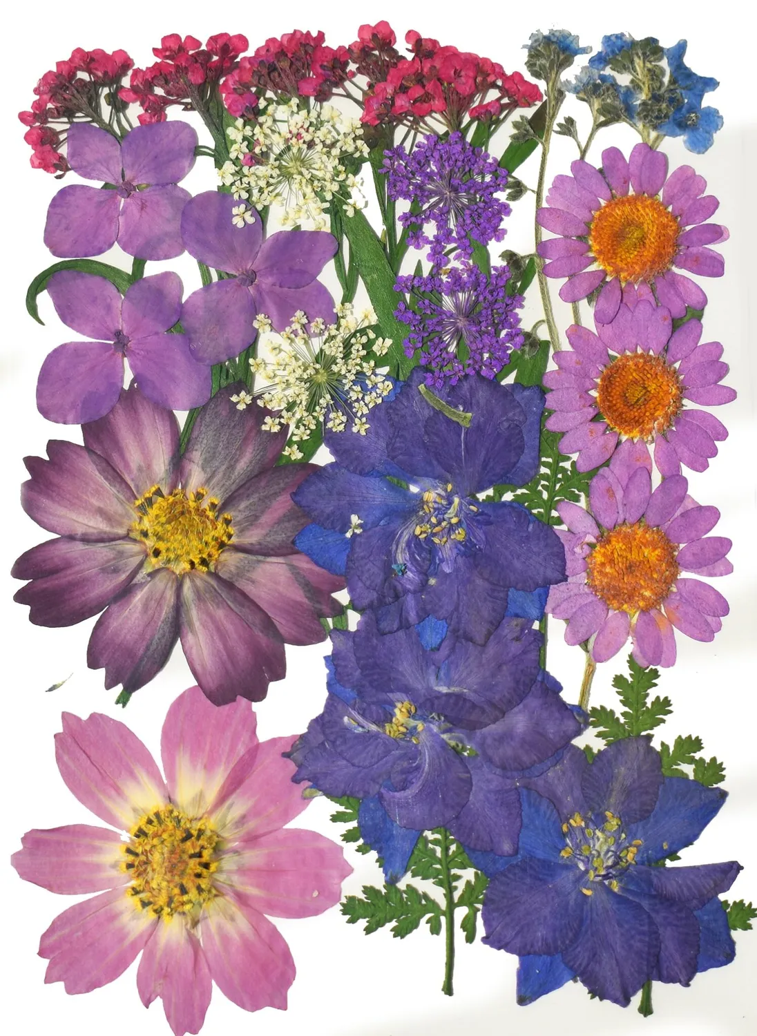 Naturesin Fiori Secchi Viola Pressati 9 Tipi Gioielli